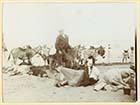 Marine Terrace sands donkeys ca 1900[Photo]